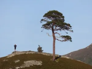 A lonely pine